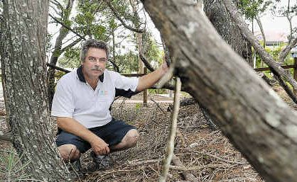 Andrew Crewe of Delfinos Bay Resort wants the foreshore cleaned up so it’s safer and people can see the ocean, but the council says it’s a natural area with characteristics worthy of preservation. Andrew Crewe of Delfinos Bay Resort wants the foreshore cleaned up so it’s safer and people can see the ocean, but the council says it’s a natural area with characteristics worthy of preservation.